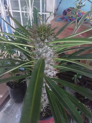 Pachypodium lamerei