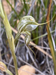 Pterostylis biseta