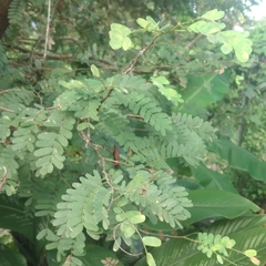 Tamarindus indica