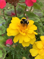 Bombus