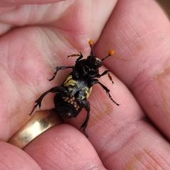 Nicrophorus carolina