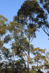 Eucalyptus suffulgens