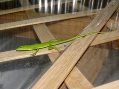Anolis chloris