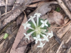 Pimelea humilis