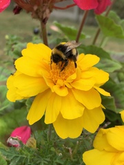 Bombus