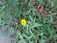 Wedelia hispida