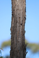 Eucalyptus suffulgens