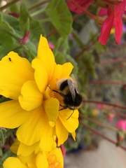 Bombus
