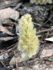 Ptilotus spathulatus