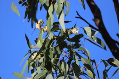 Eucalyptus suffulgens