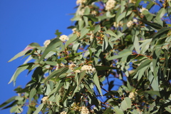 Eucalyptus suffulgens
