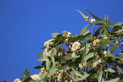 Eucalyptus suffulgens