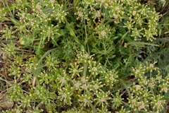 Lomatium macrocarpum
