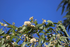 Eucalyptus suffulgens