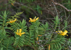 Hypericum mysurense