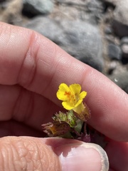 Erythranthe floribunda