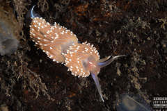 Facelina bostoniensis