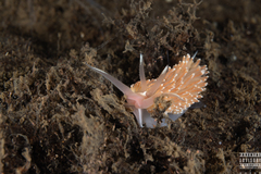 Facelina bostoniensis