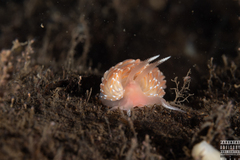 Facelina bostoniensis