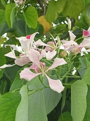 Bauhinia monandra
