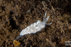 Favorinus blianus