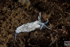 Favorinus blianus