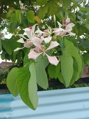 Bauhinia monandra