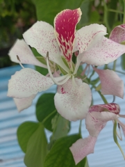 Bauhinia monandra