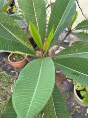 Rauvolfioideae