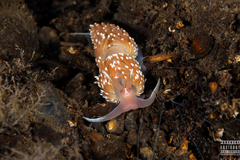 Facelina bostoniensis