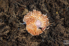 Facelina bostoniensis