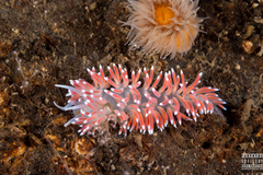 Carronella pellucida