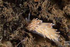 Facelina bostoniensis