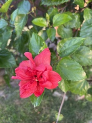 Hibiscus rosa-sinensis