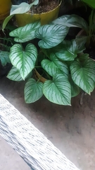 Philodendron mamei