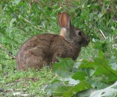 Sylvilagus andinus