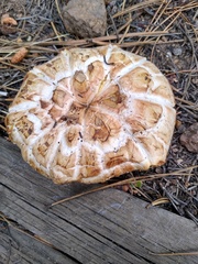 Neolentinus ponderosus