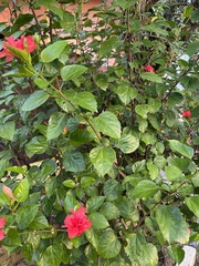 Hibiscus rosa-sinensis