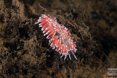 Carronella pellucida