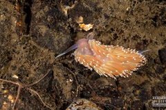 Facelina bostoniensis