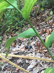 Polygonatum biflorum commutatum