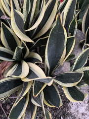 Agave angustifolia