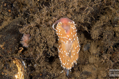 Facelina bostoniensis