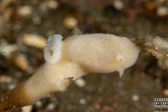 Jorunna tomentosa