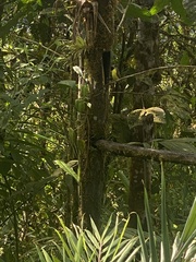Ramphocelus flammigerus