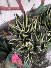 Agave angustifolia