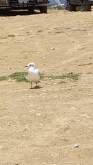 Chroicocephalus serranus