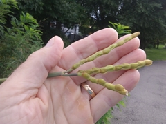 Tripsacum dactyloides