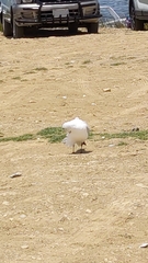 Chroicocephalus serranus