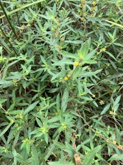 Ludwigia sphaerocarpa